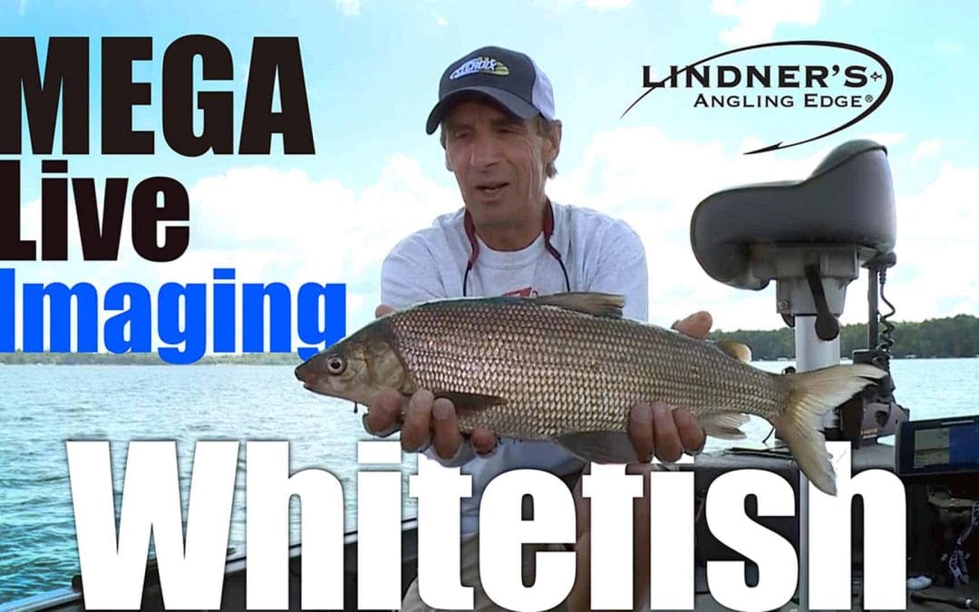 Mega Live Imaging Whitefish